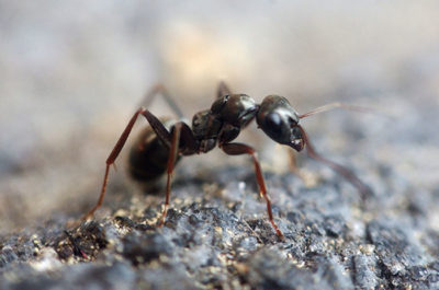 closeup of a black ant