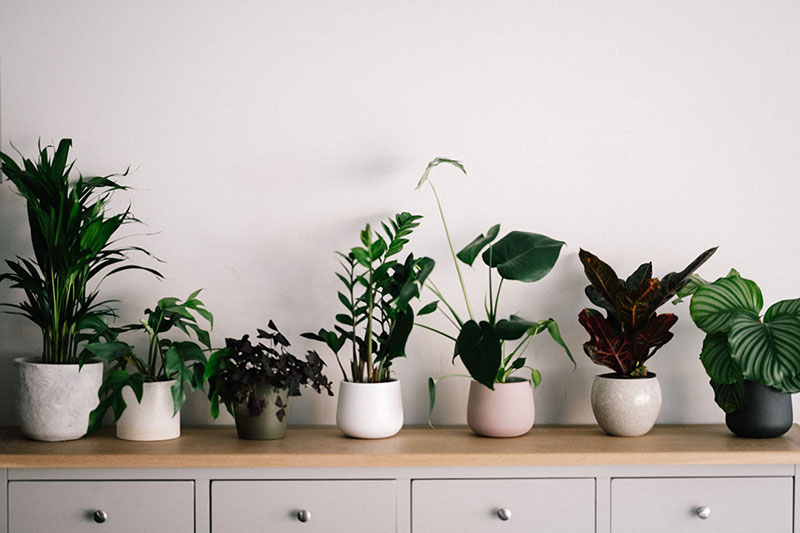 house plants reducing indoor air pollution